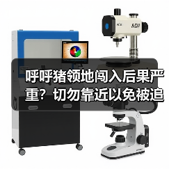呼呼猪领地闯入后果严重?切勿靠近以免被追击!(图4) 呼呼猪领地闯入后果严重?切勿靠近以免被追击!(图4)