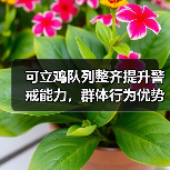可立鸡队列整齐提升警戒能力,群体行为优势揭秘(图3) 可立鸡队列整齐提升警戒能力,群体行为优势揭秘(图3)