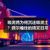 吸泥鸥为何沉迷吸泥土?偶尔噎住的搞笑日常(图1) 吸泥鸥为何沉迷吸泥土?偶尔噎住的搞笑日常(图1)