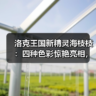 洛克王国新精灵海枝枝：四种色彩惊艳亮相，你最爱哪一款？（图4）