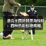 洛克王国新精灵海枝枝：四种色彩惊艳亮相，你最爱哪一款？（图1）
