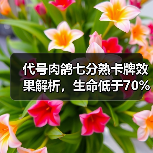 代号肉鸽七分熟卡牌效果解析，生命低于70%如何触发恢复？（图1）