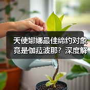 天使娜娜最佳缔约对象竟是伽菈波那?深度解析(图2) 天使娜娜最佳缔约对象竟是伽菈波那?深度解析(图2)